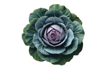 Obraz premium Ornamental kale showing colorful purple and green leaves isolated on a transparent background