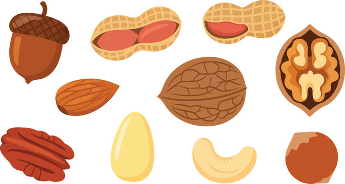 A flat lay illustration showcases various nuts.