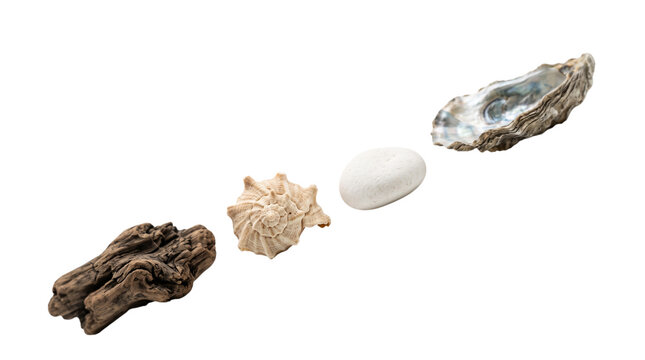 Driftwood, seashell, pebble, and oyster shell isolated on transparent background
