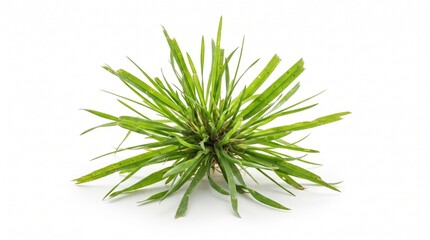 Fototapeta premium Fresh green starburst grass cluster isolated against clean white background with set against pure white backdrop crisp natural presentation