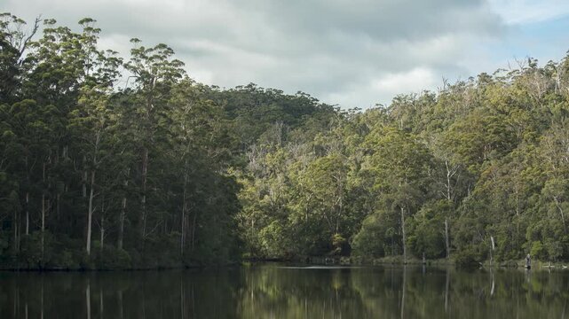 Timelapse of the karri forest of Greater Beedelup National Park viewed across Beedelup Lake. Western Australia, Australia. 