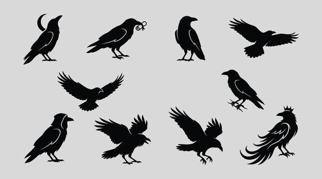 Collection of various crow silhouettes in different poses on gray background