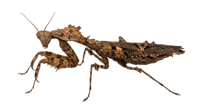 Brown praying mantis standing still on white background with spiky legs and folded wings