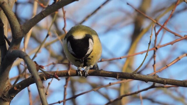 Great tit eats on a branch of a tree in winter