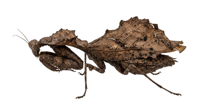 A brown leaf insect camouflaged as a dry leaf, isolated on white background.