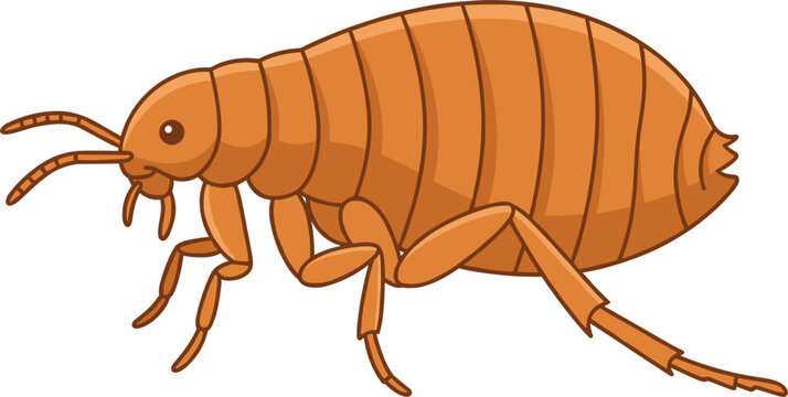 Detailed brown flea insect vector illustration showing a parasitic pest profile view for educational pest control graphics