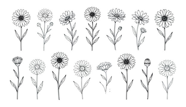 Hand drawn botanical collection of calendula flowers and buds for floral design elements