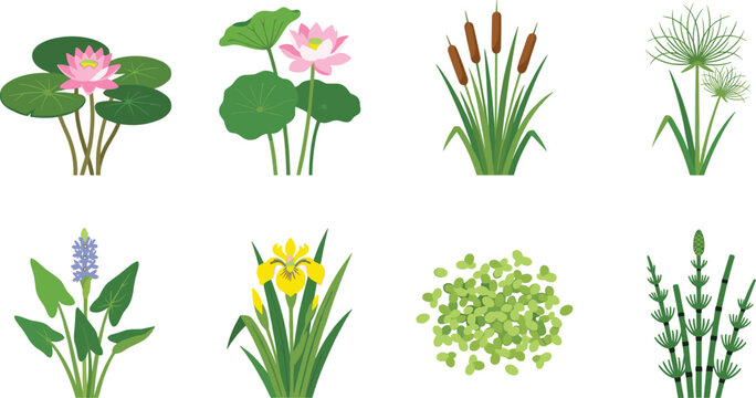 Aquatic Wetland Plants Vector Collection with Water Lily Reed Iris and Marsh Vegetation