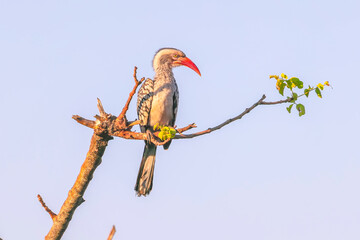 a red-billed hornbill perching in a tree at balule nature reserve of kruger national park in south africa © chris