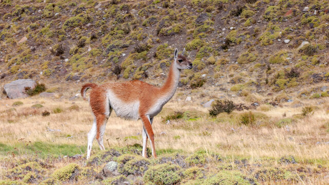 a guanaco starting to walk past camera at torres del paine national park in patagonia, chile