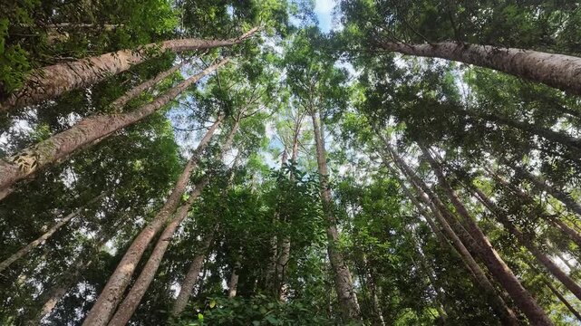 Low Angle Shot of Tall Trees in Tropical Rainforest Canopy