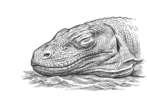 Vintage Komodo Dragon Vector Illustration Hand Drawn Monitor Lizard Reptile Black And White Engraving Line Art Sketch For Tropical Wildlife Nature Graphic Design