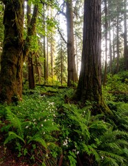 Fototapeta premium Lush green forest floor with ferns and tall redwood trees in soft sunlight.