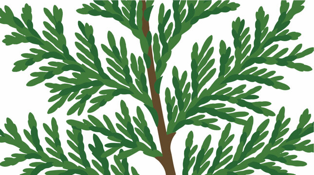 Cypress tree vector branch with textured leaf details