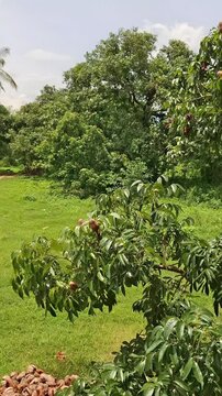 Indian Almond Badam Tree Growing in Lush Green Tropical Landscape, Healthy Terminalia Catappa Tree in Sunny Natural Outdoor Garden, Verdant Tropical Tree with Dense Foliage in Countryside Environment