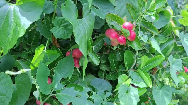 Organic Karonda Berries in Tropical Garden,
Fresh Wild Carandas Plums on Fruiting Plant,
Organic Karonda Crop in South Asian Tropical Garden