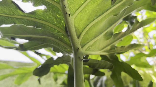 Low angle shot of black ants climbing up the stem under a large tropical green leaf
