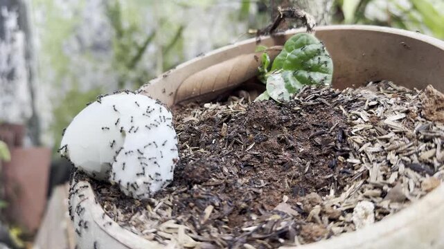 Macro shot of black ants swarming an eggshell on potting soil, organic gardening and natural fertilizer concept
