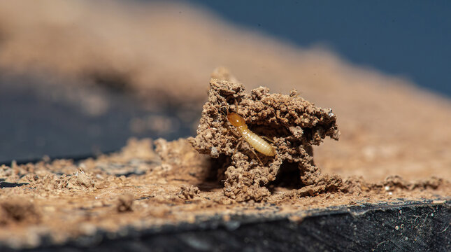 Close Up of Termites Feeding on Wood, Pest Infestation and Structural Damage Concept