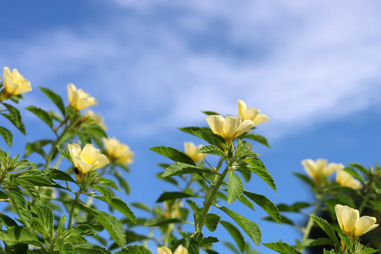 Yellow Turnera subulata flowers blooming under a bright blue sky