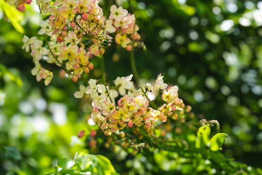 Beautiful clusters of Rainbow Shower Tree flowers blooming with green leaves background.
