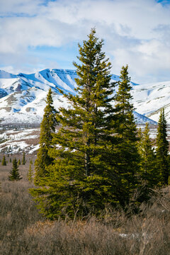winter landscape with snow covered mountains and pine trees