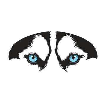Intense blue eyes of a siberian husky with wild fur patterns