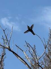 hummingbird on a branch © Ecology Images