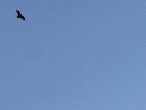 bat in flight