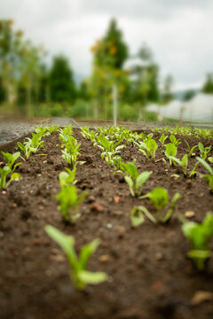 Seedlings sprouting from dark soil in a farm setting