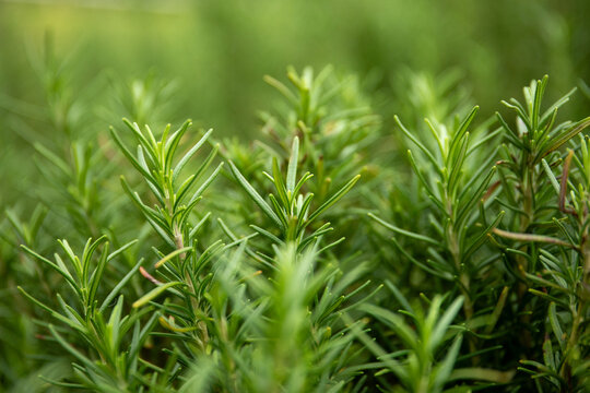 Rosmary plants with lush green leaves thriving in a garden