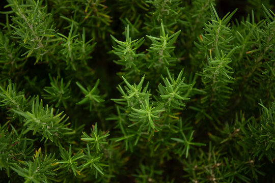 Vibrant green rosemary thriving in sunlight outdoor