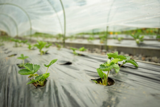 Strawberry plants sprout through black plastic in a greenhouse