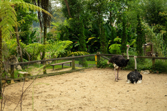 Two ostriches in a sandy area of a spacious enclosure