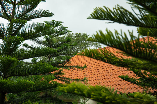 Green conifer trees surround a terracotta roof under cloudy skies