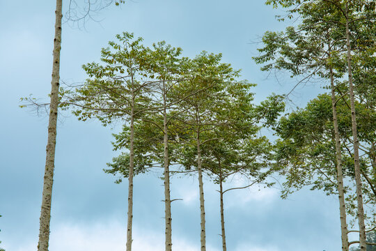 Green trees rising against a cloudy sky in nature setting