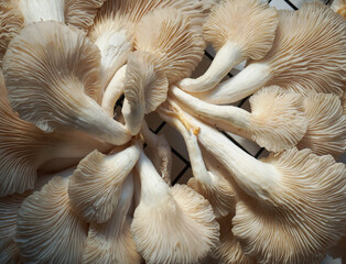 Oyster mushroom closeup image © Hanif