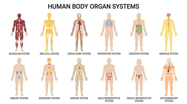 Educational chart illustrating human body organ systems including skeletal, muscular, circulatory, respiratory, digestive, and reproductive anatomy