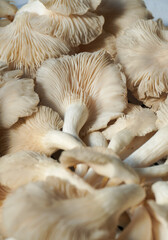 Oyster mushroom closeup image © Hanif