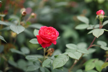Obraz premium Beautiful roses blooming in the garden.
