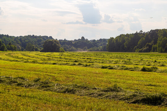 Freshly mown winter grass lying in neat windrows on a rural agricultural field during a sunny June afternoon, showcasing the traditional process of harvesting forage crops for livestock feed
