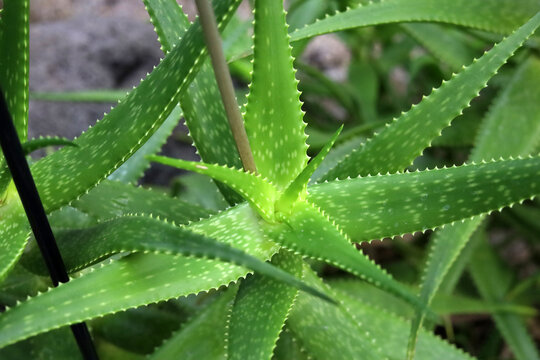 Close-up of sharp green leaves on an Aloe Vera plant.