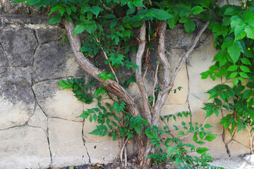 Virginia creeper vine climbing across an old cracked stone wall with textured bark and lush green leaves. © gicku91