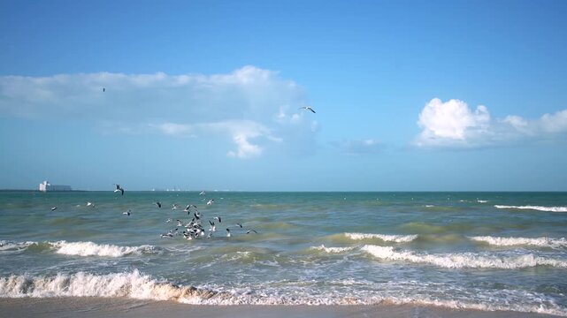 Scenic Ocean Vacation View of Seagulls Feeding Frenzy at Progreso Beach Mexico