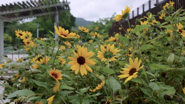 Rudbeckia Hirta Bright Yellow Daisy Flower July 8 2026