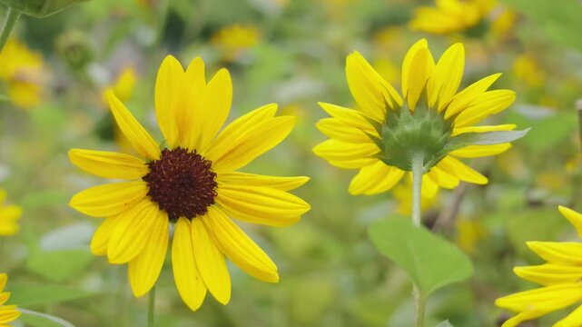 Rudbeckia Hirta Bright Yellow Daisy Flower July 8 2026