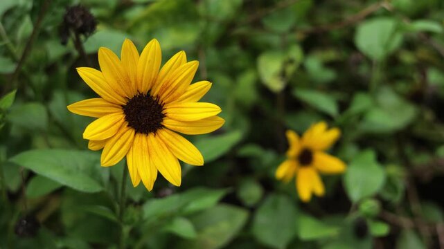 Rudbeckia Hirta Bright Yellow Daisy Flower July 8 2026