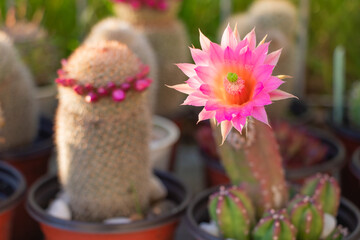 Beautiful pink Echinopsis cactus flower in full bloom with colorful potted cacti softly blurred in the background © gicku91