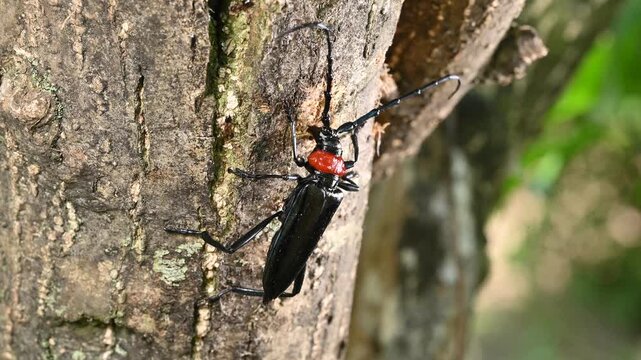 特定外来生物クビアカツヤカミキリの赤い胸部と黒い艶のある体のクローズアップ（生態資料）