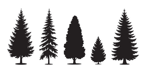 Obraz premium High spruce and cedar tree silhouettes for mountain forest landscape and wilderness conservation design.